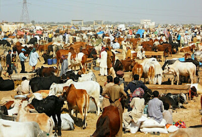 Prices of sacrificial animals are increasing