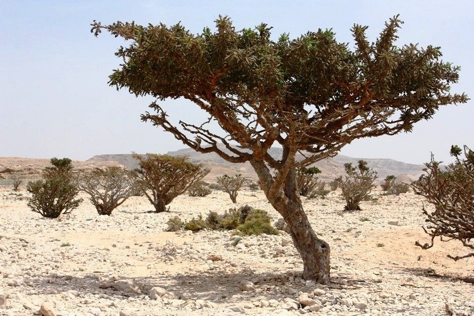 frankincense-wadi-dawkah-2