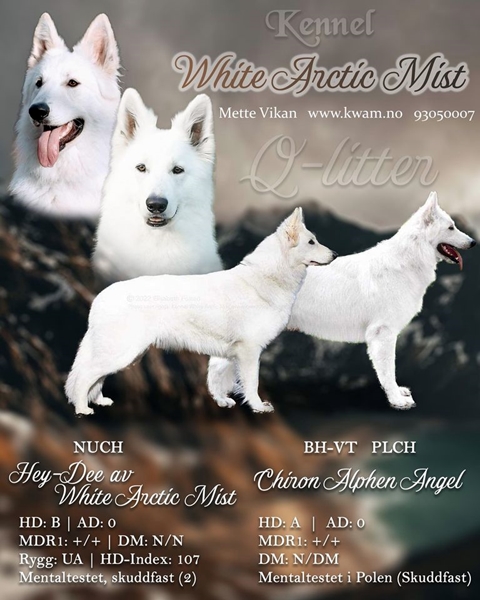 hvit gjeterhund