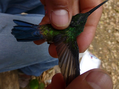 hummingbirds