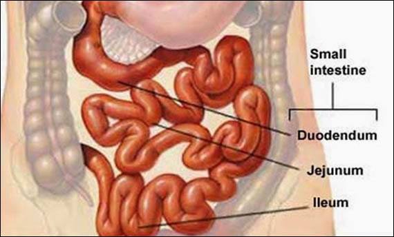 Organ Pencernaan Manusia - Usus Halus