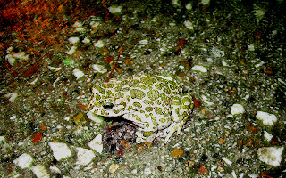 Funny Rainy Night Frog