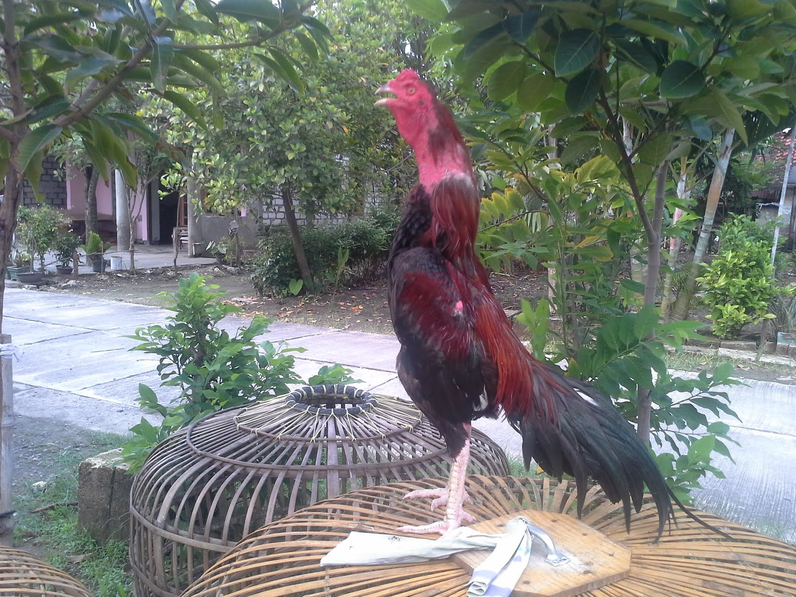  Ayam  Bangkok Kandang HERO gambar  ayam  bangkok jawara