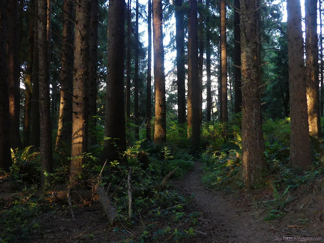 trail through the Sitka spruce