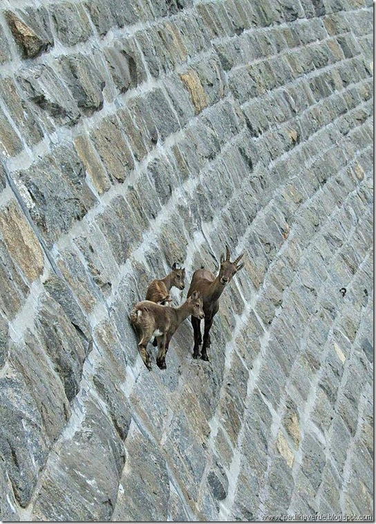 cabras2