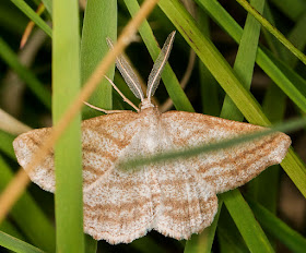 Grass Wave, Perconia strigillaria.  Old Lodge Nature Reserve, 11 June 2016.