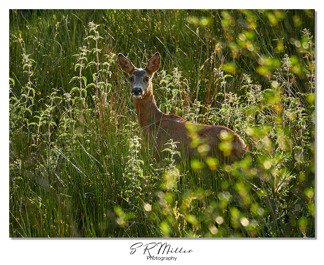 Roe Deer