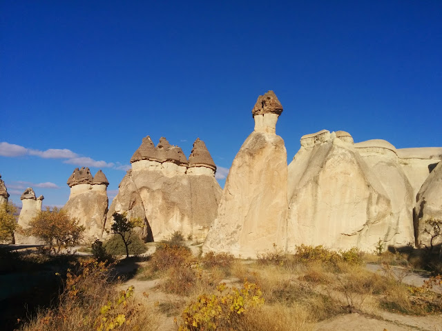 Mushrooms from Pasabag, near Zelve in Cappadocia