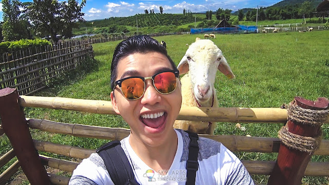 Why I did Eyebrow Embroidery? To look better and boost self confidence when selfie with a sheep hahaha #TCSelfie *Photo taken at A Star Phulare Valley Resort Chiang Rai *