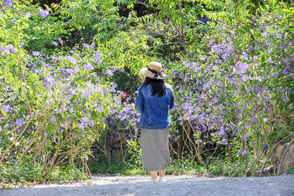 南投埔里南平山道田生態有機農場紫色許願藤隧道好夢幻，鎮山宮前