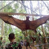 Kelelawar Raksasa Sepanjang 1 Meter Hebohkan Warga Pasuruan