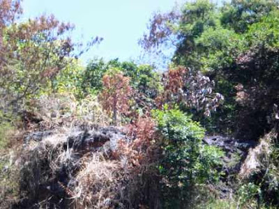 reflorestamento de encostas do forum ambiental do sul da bahia