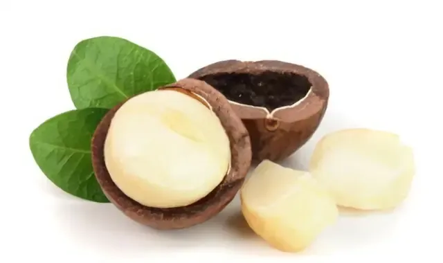 Macadamia Nuts