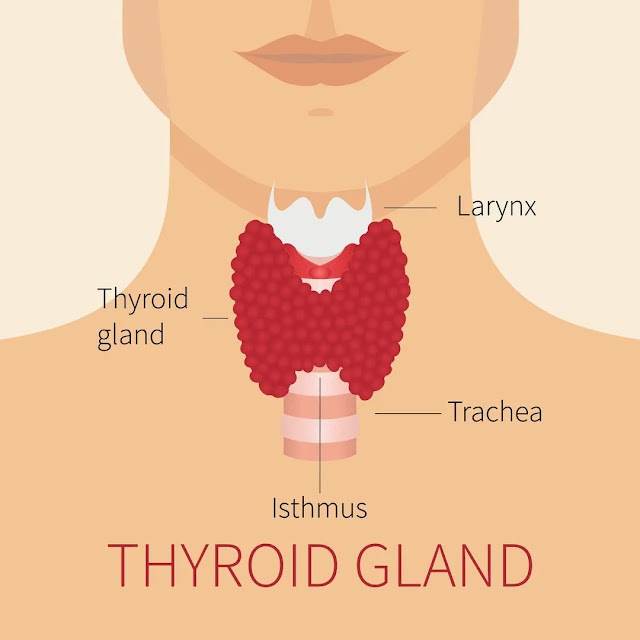 What Is The Thyroid Gland?