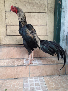 Ayam BANGKOK SUPER, AYAM PAKHOY di dunia, Ayam BANGKOK SUPER, AYAM PAKHOY di sumatera utara, Ayam BANGKOK SUPER, AYAM PAKHOY ekor lidi, Ayam BANGKOK SUPER, AYAM PAKHOYekor pendek, Ayam BANGKOK SUPER, AYAM PAKHOY ekor panjang, Ayam BANGKOK SUPER, AYAM PAKHOY eropa, Ayam BANGKOK SUPER, AYAM PAKHOY ekor terbaik,