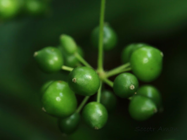 Smilax riparia