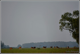 Deer in Nijhum Island, Nijhum Island Hatia, Trip Navigation Bangladesh, Nijhum Dwip Travel Guide