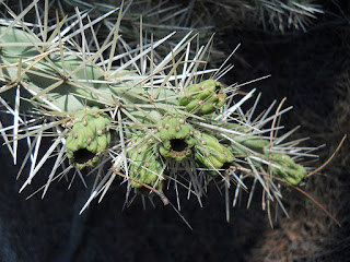 pinchos del cactus Cylindropuntia tunicata