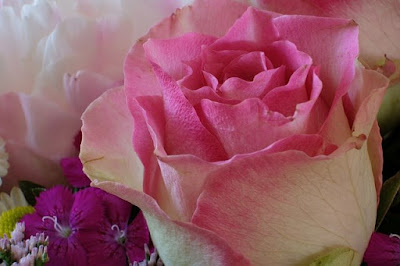 Best rose images download