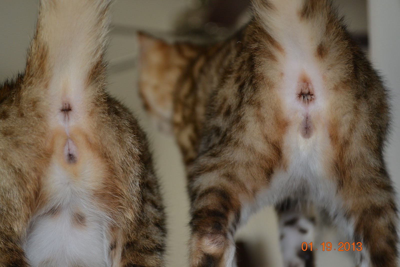 Confessions Of A New Cat Breeder: Why sexing kittens is hard Confessions Of A New Cat Breeder: Why sexing kittens is hard