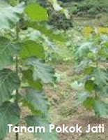 Anim Agro Technology POKOK KAYU JATI PART 1 Anim Agro Technology POKOK KAYU JATI PART 1