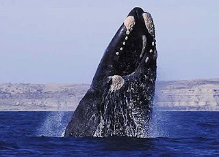 Right whale photo from whale watching boat