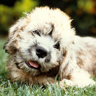 Dandie Dinmont Terrier