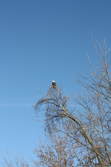 Bald eagle at Rock Cut State Park Illinois