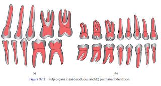 morphology of the pulp, pulp volume, shape size of root canal