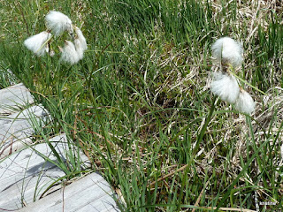 Plantes anémophiles