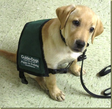 Vienna in her puppy coat, which is way to big!