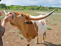 Bull at YO Ranch, Texas | Mikki Williams