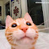 I Love Selfie - Kumpulan Foto Selfie Kucing yang Imut.