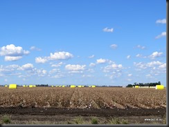 Cotton Crop