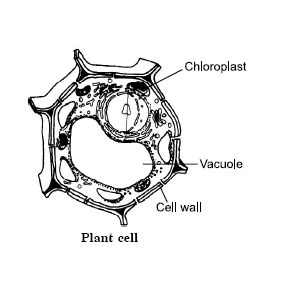NCERT SCIENCE SOLUTION