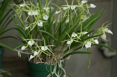 Brassavola Little Stars care