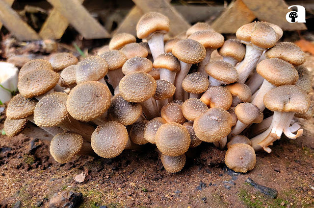 Honey mushroom