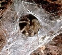 Funnelweb Spider