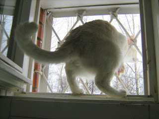 Red-Nosed Ginger-White Young Cat