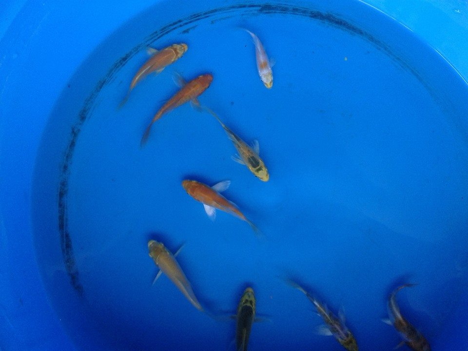 Japanese Koi Sale in Cebu