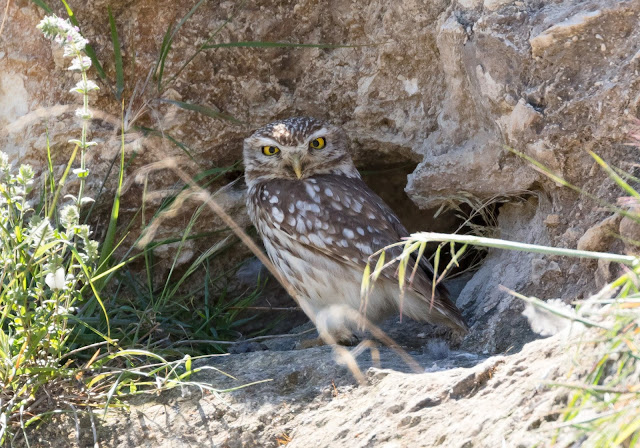 Little Owl - Anarita Park, Cyprus