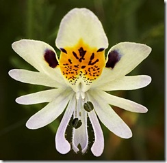 Schizanthus pinnatus