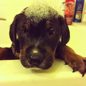 Adorable cats and dogs who really hate bath time (40 pics), funny pet pictures, dogs hate baths pictures