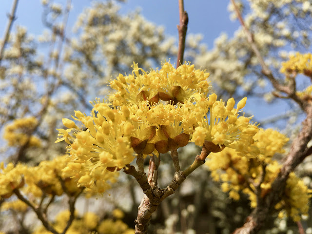 花の写真