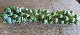 Brussels sprouts