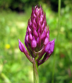 Pyramidal orchid, Anacamptis pyramidalis, in bud.  High Elms Country Park, 9 June 2011.  Orchid walk led by Terry Jones of Bromley Countryside Services.