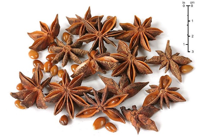 กว่าจะได้ โป๊ยกั้ก (Star anise) หรือ จันทร์แปดกลีบ