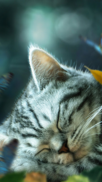 Cute Cat Sleeping Wallpaper