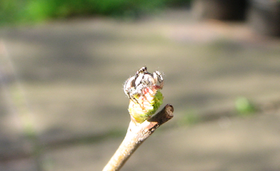 zebra-spider-picture-uk