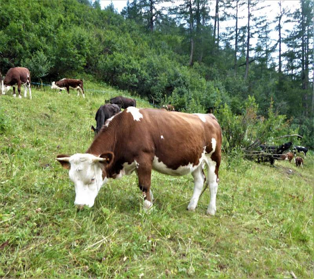 mucche al pascolo ad arnouva